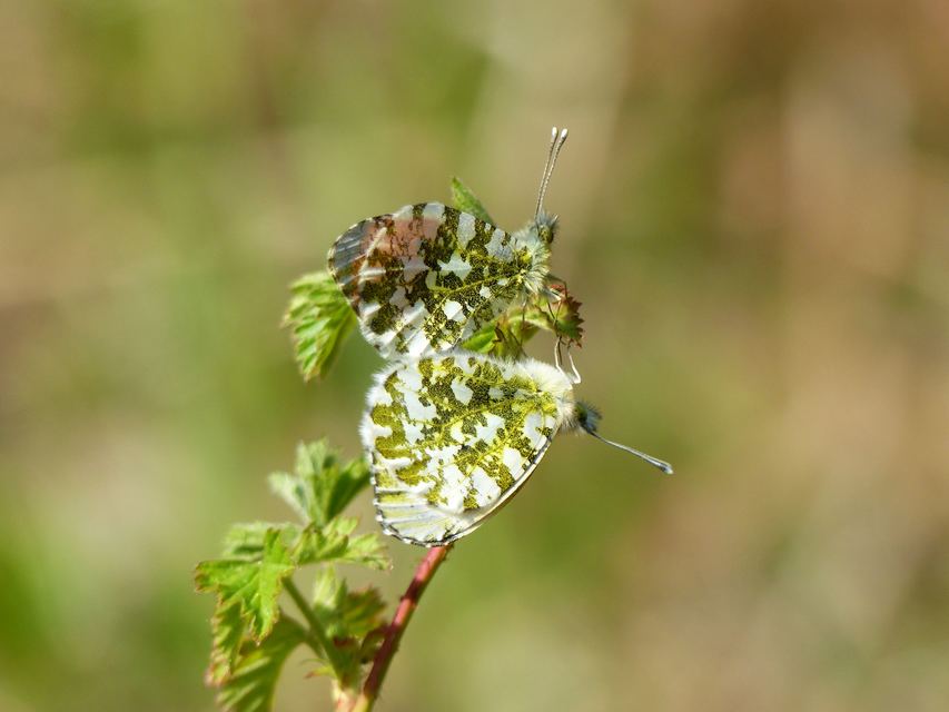 Anthocharis cardamines - hajnalpírlepke