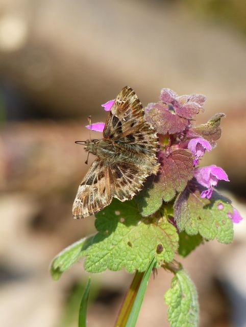 Carcharodus alceae - mályva-busalepke