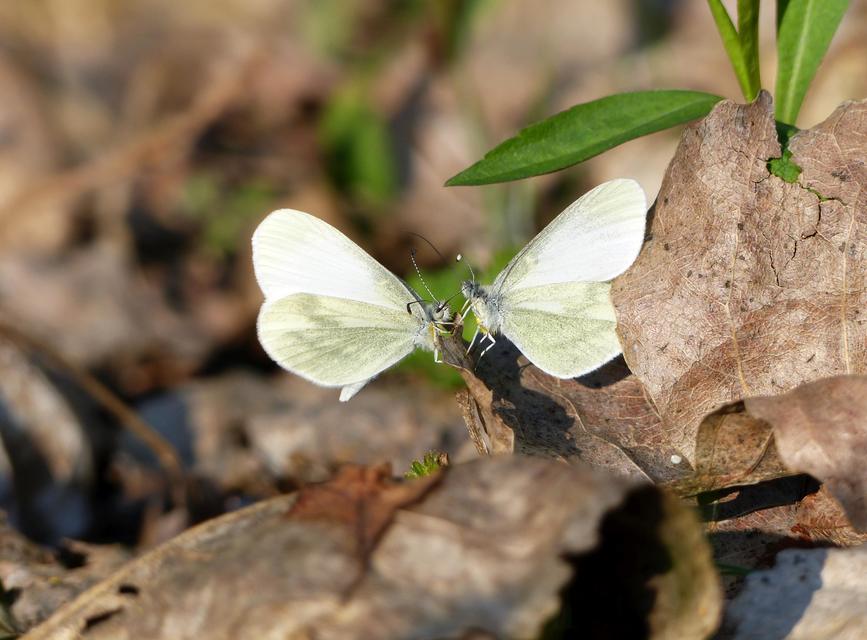 Leptidea sinapis - mustárlepke