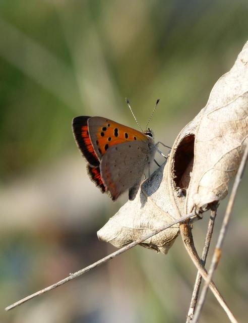 Lycaena phlaeas - közönséges tűzlepke