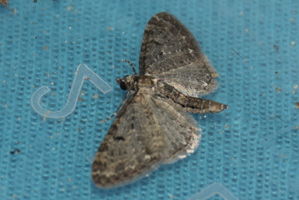 Eupithecia virgaureata - aranyvessző-törpearaszoló