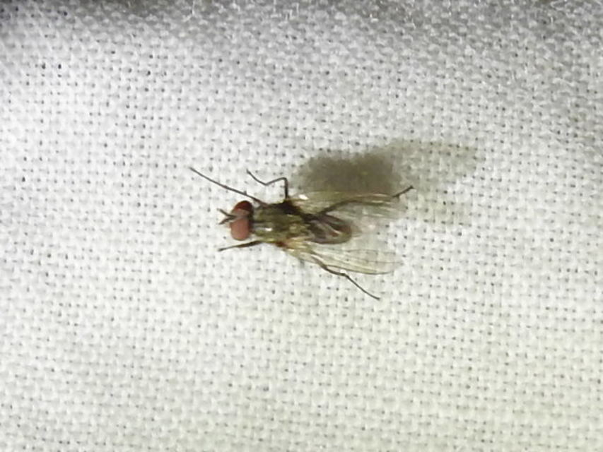 Anthomyiidae - viráglegyek