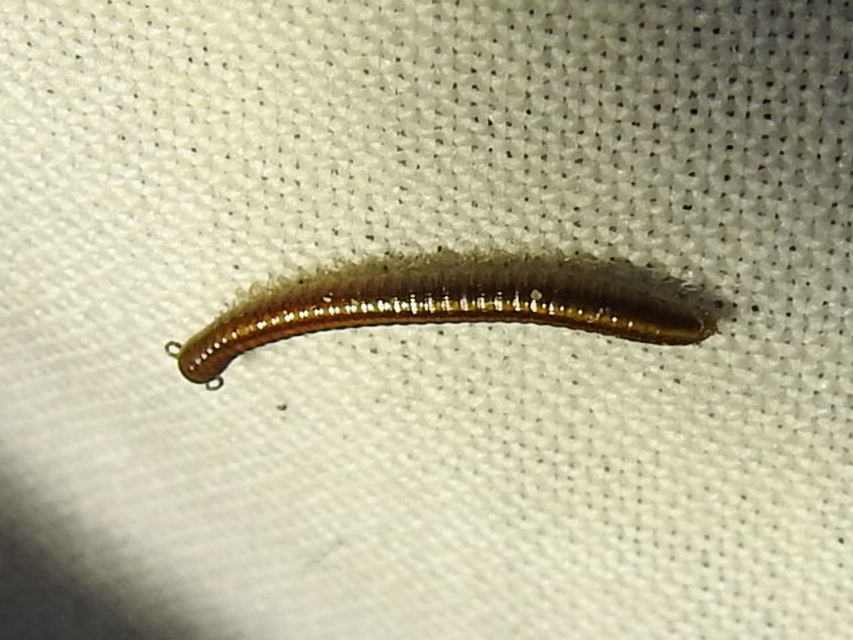 Diplopoda - Ikerszelvényesek