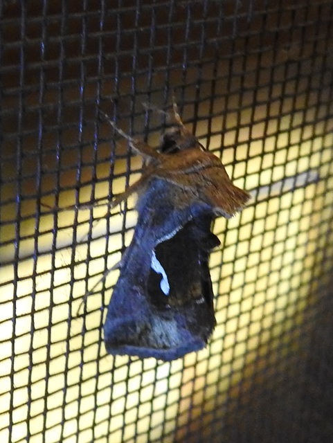 Macdunnoughia confusa - cseppfoltos ezüstbagoly
