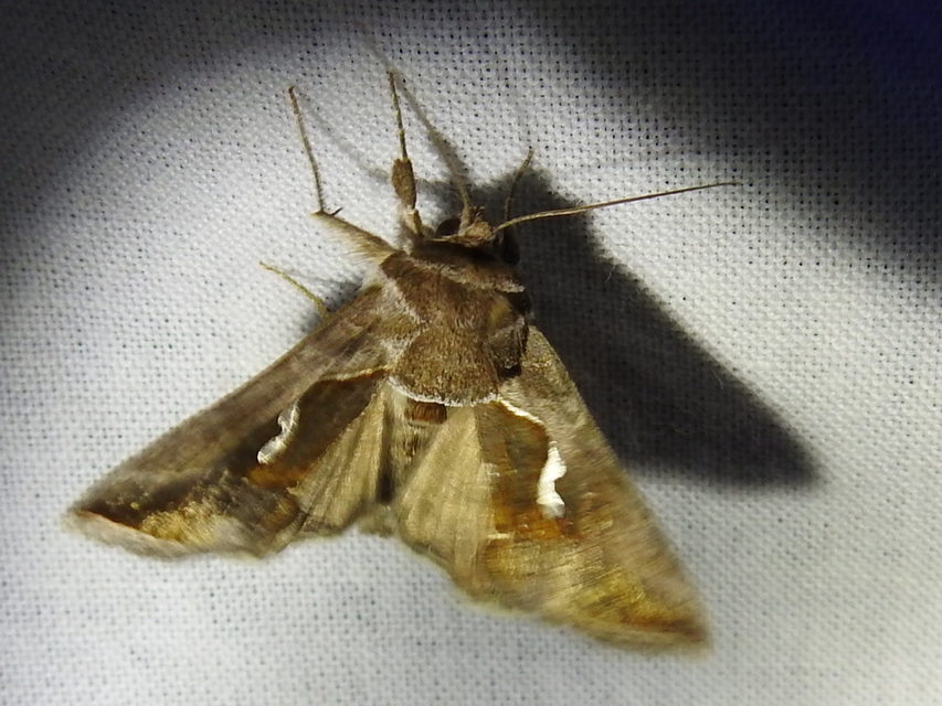 Macdunnoughia confusa - cseppfoltos ezüstbagoly