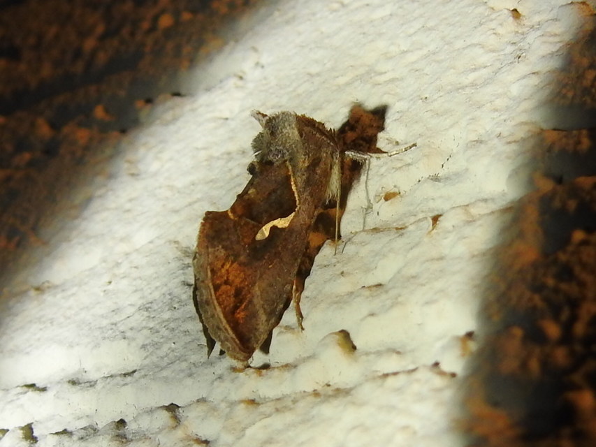 Macdunnoughia confusa - cseppfoltos ezüstbagoly