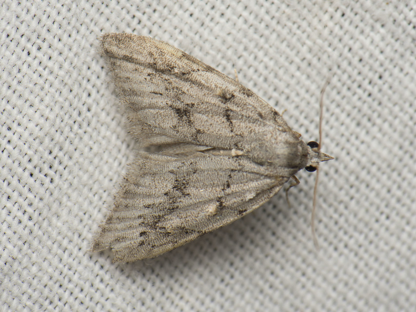 Nola cicatricalis - szürke pamacsosszövő