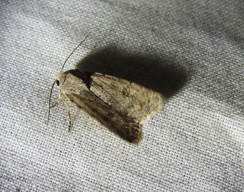 Paradrina clavipalpis - közönséges selymesbagoly