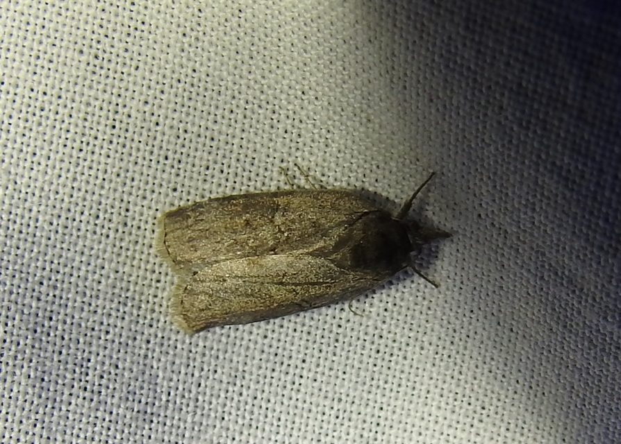 Nycteola asiatica - nyárfa-trapézbagoly