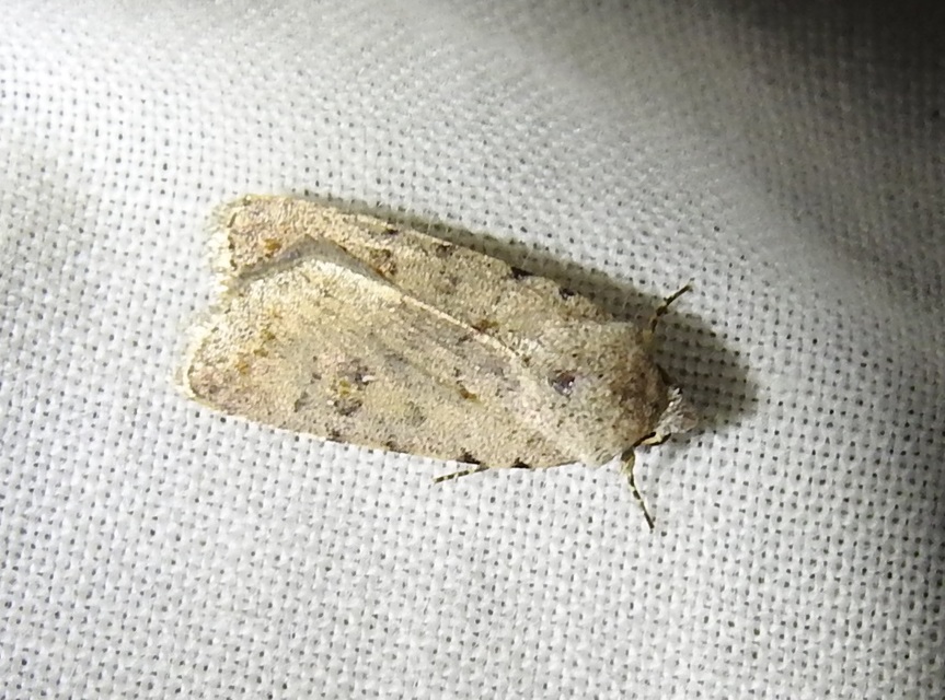 Paradrina clavipalpis - közönséges selymesbagoly