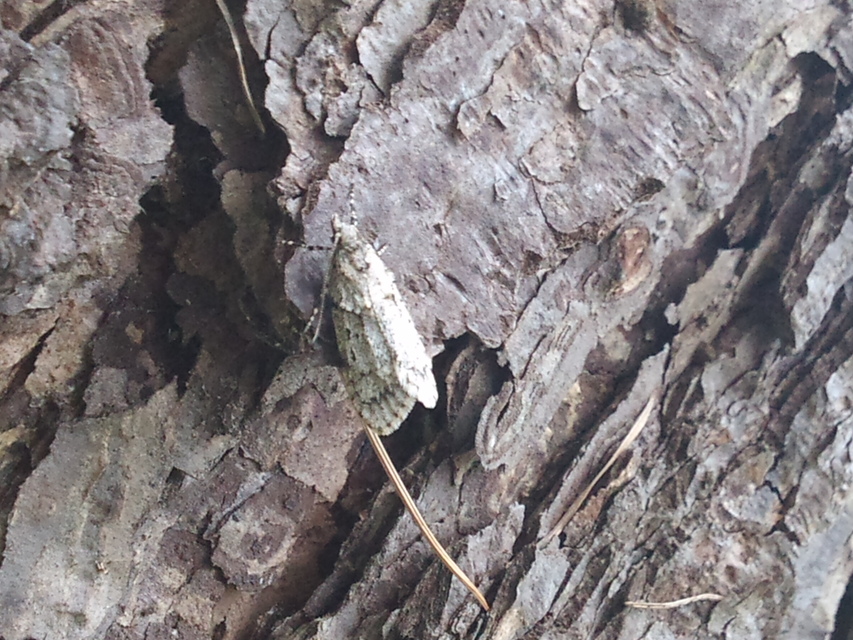 Diurnea fagella - szürke tavaszimoly