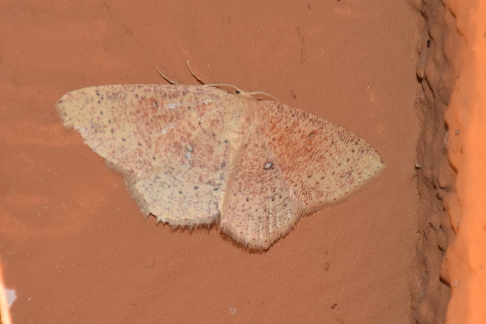 Cyclophora porata - körös pettyesaraszoló