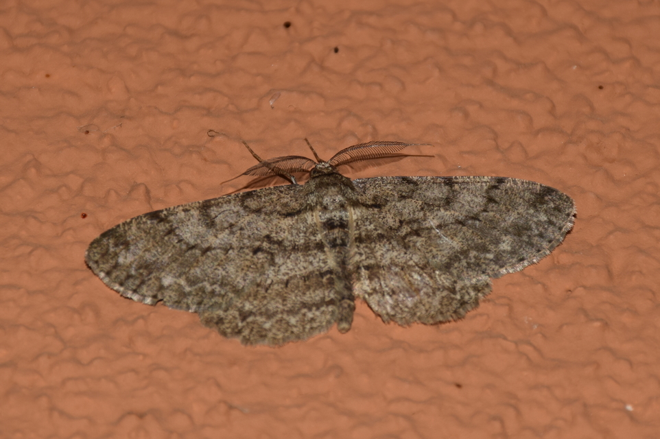 Hypomecis punctinalis - pettyes faaraszoló