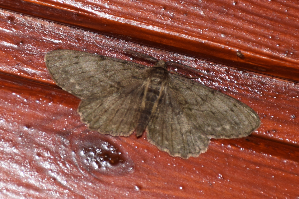 Hypomecis punctinalis - pettyes faaraszoló