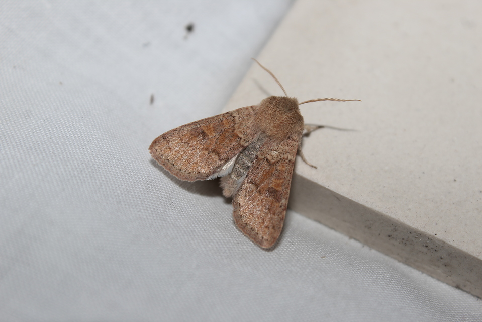 Orthosia miniosa - sárgás barkabagoly