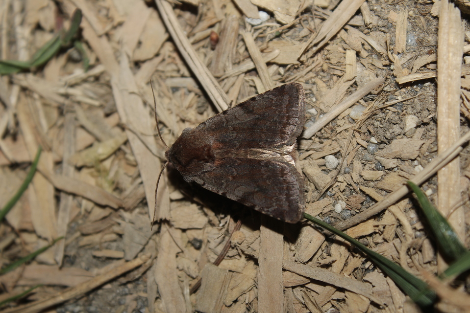 Cerastis rubricosa - vörhenyes tavaszibagoly