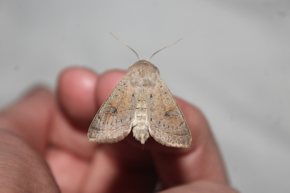 Orthosia gracilis - karcsú barkabagoly