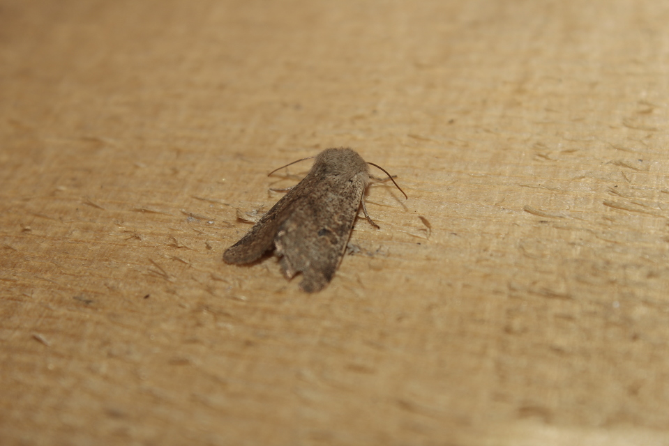 Orthosia cruda - kis barkabagoly