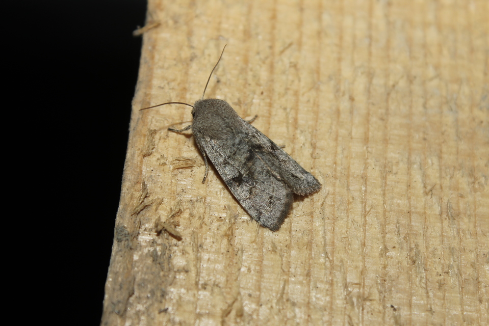 Orthosia incerta - változékony barkabagoly