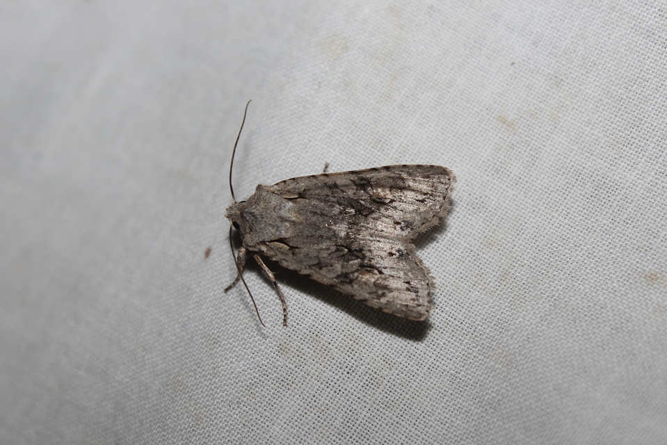 Lithophane ornitopus - közönséges fabagoly