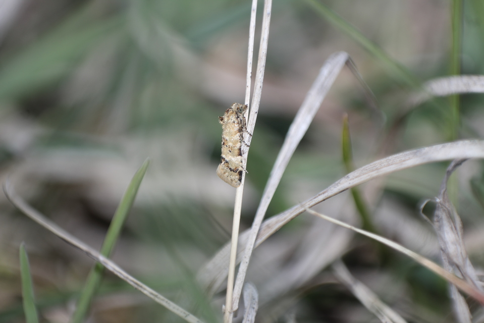 Aethes williana - gyopár-fúrómoly