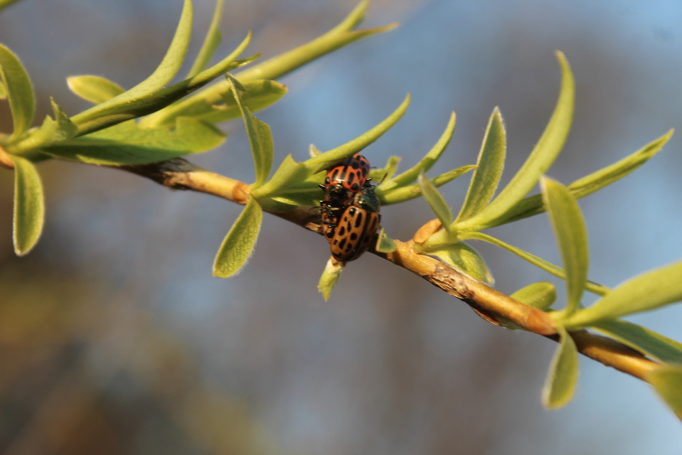 Chrysomela vigintipunctata - húszfoltos fűzlevelész