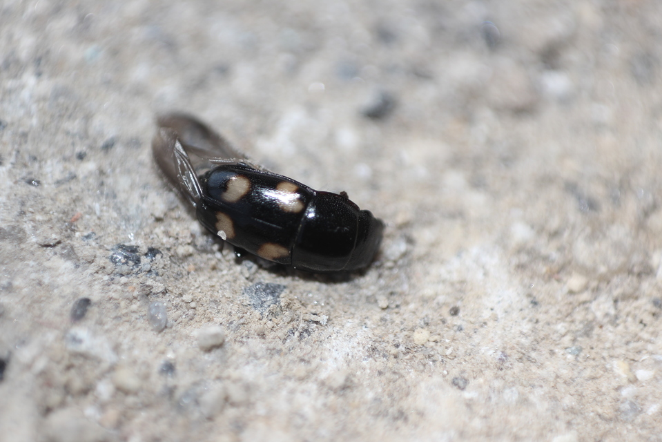 Glischrochilus quadrisignatus - amerikai fénybogár Glischrochilus quadrisignatus - amerikai fénybogár