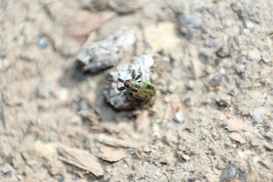 Hypera nigrirostris - pompás pikkelyesormányos