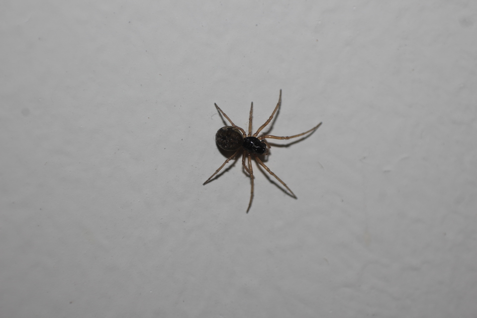 Pachygnatha degeeri