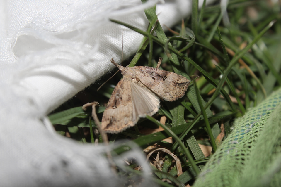 Hypena rostralis - közönséges karcsúbagoly