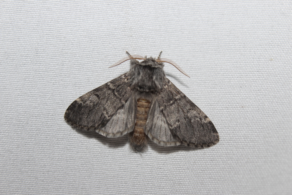 Drymonia ruficornis - cserfa-púposszövő