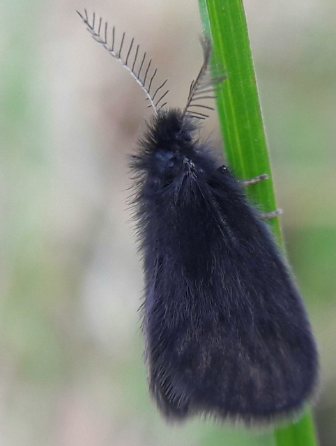 Epichnopterix plumella kovacsi - magyar zsákhordólepke