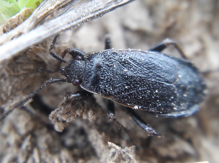 Pyrrhocoris marginatus - szegélyes bodobács