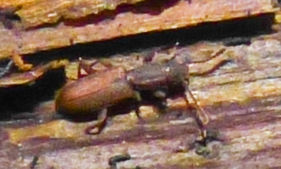 Silvanus bidentatus - kétfogú fogasnyakú-lapbogár