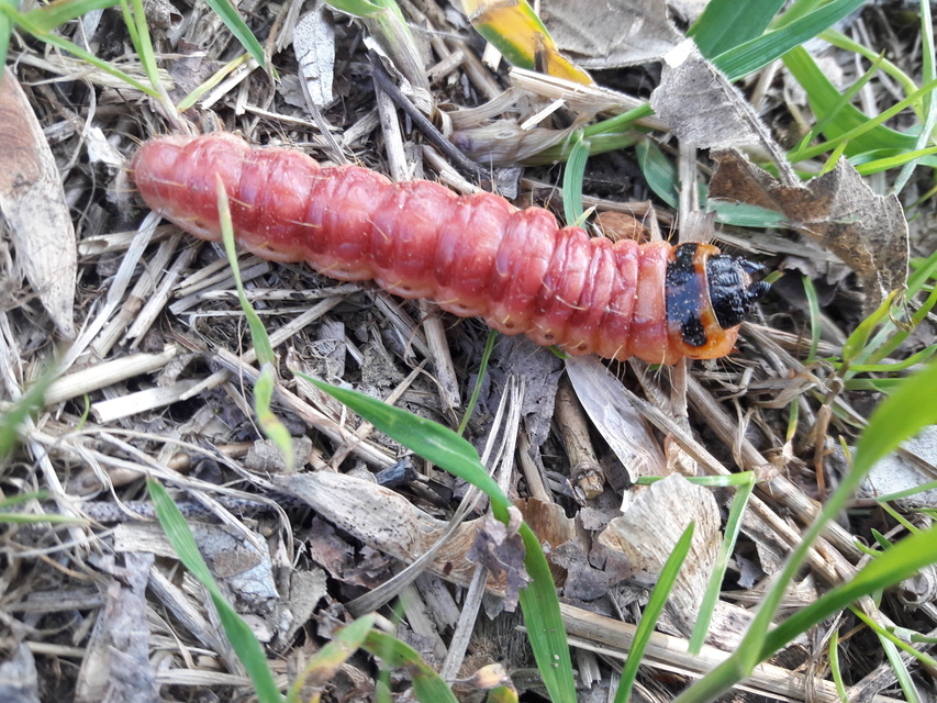 Cossus cossus - fűzfarontólepke