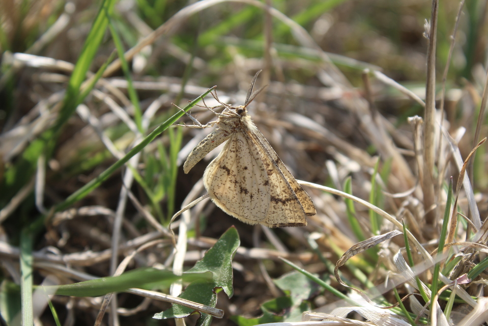 Hypoxystis pluviaria - hegyesszárnyú lápiaraszoló