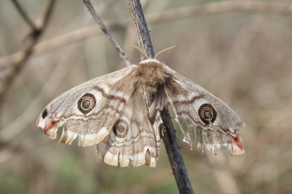 Saturnia pavoniella/pavonia