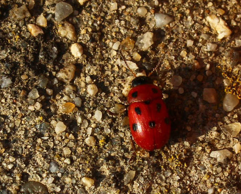 Gonioctena fornicata - közönséges lucernabogár