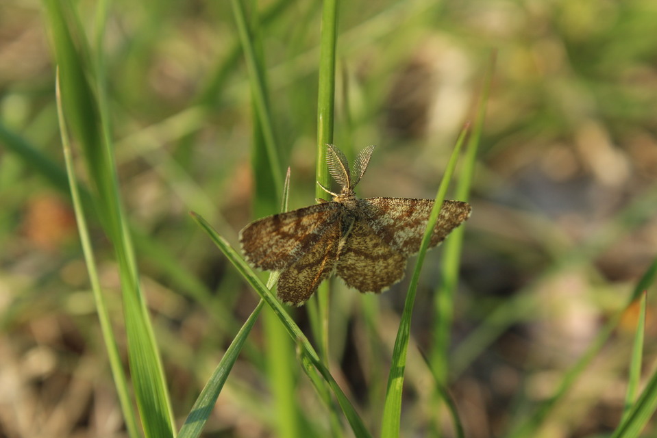 Ematurga atomaria - barna rétiaraszoló