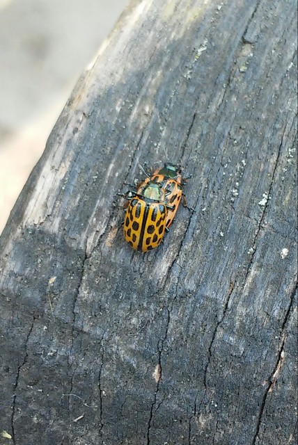 Chrysomela vigintipunctata - húszfoltos fűzlevelész