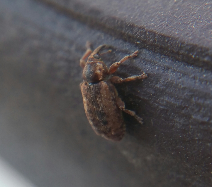 Dorytomus ictor - szegélyes hangormányos