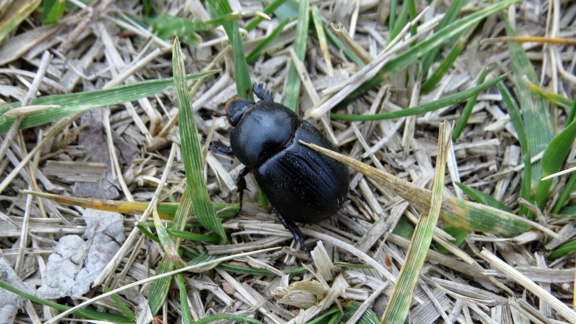 Pentodon idiota - butabogár