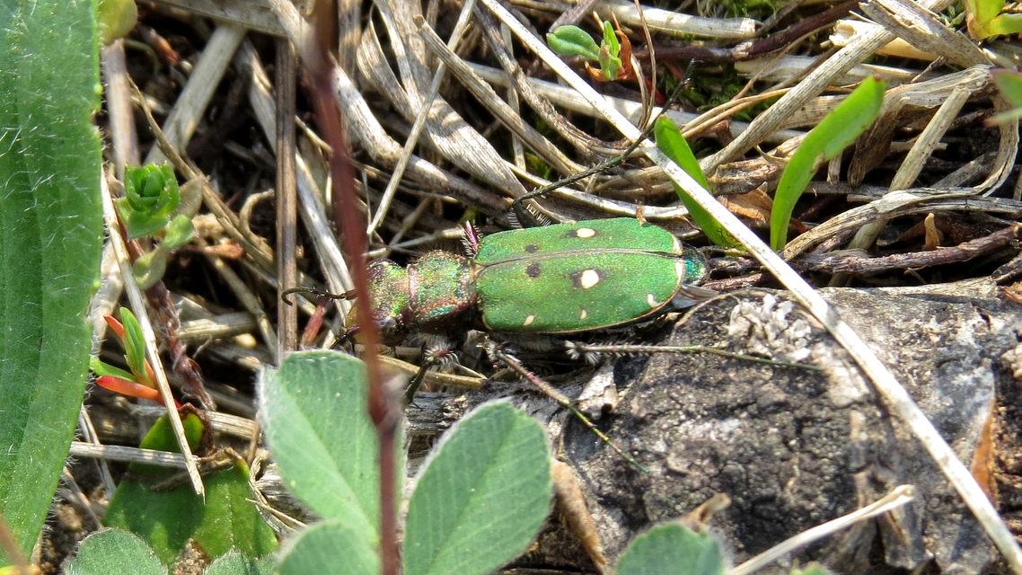 Cicindela campestris - mezei homokfutrinka
