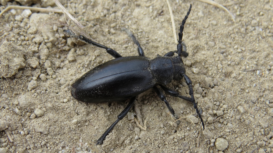Dorcadion aethiops - fekete gyalogcincér
