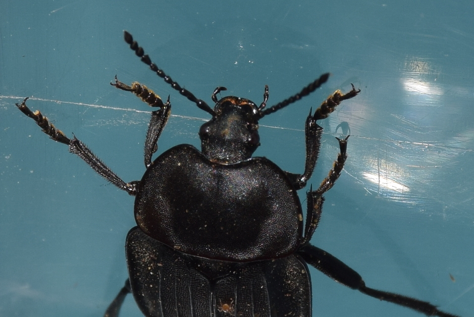 Silpha carinata - karimás dögbogár