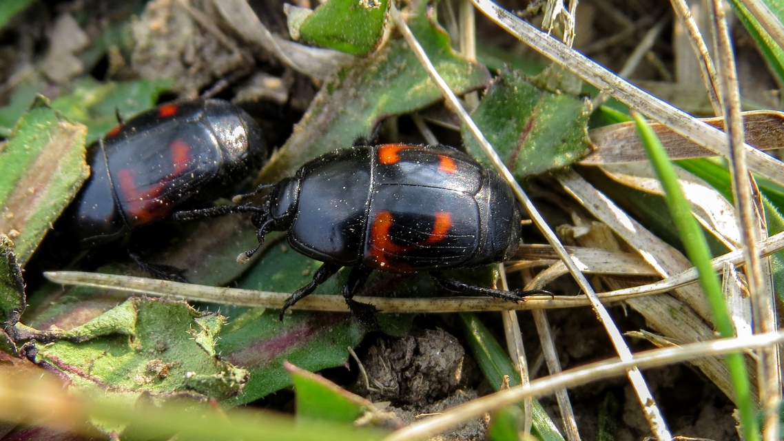 Hister quadrimaculatus - közönséges sutabogár
