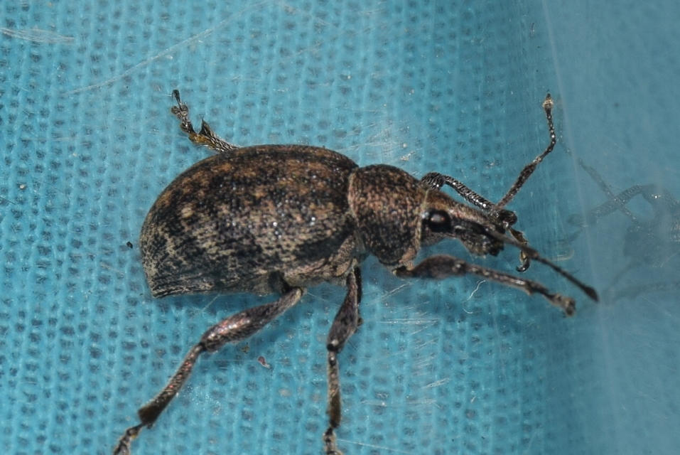 Otiorhynchus ligustici - vincellér-gyalogormányos