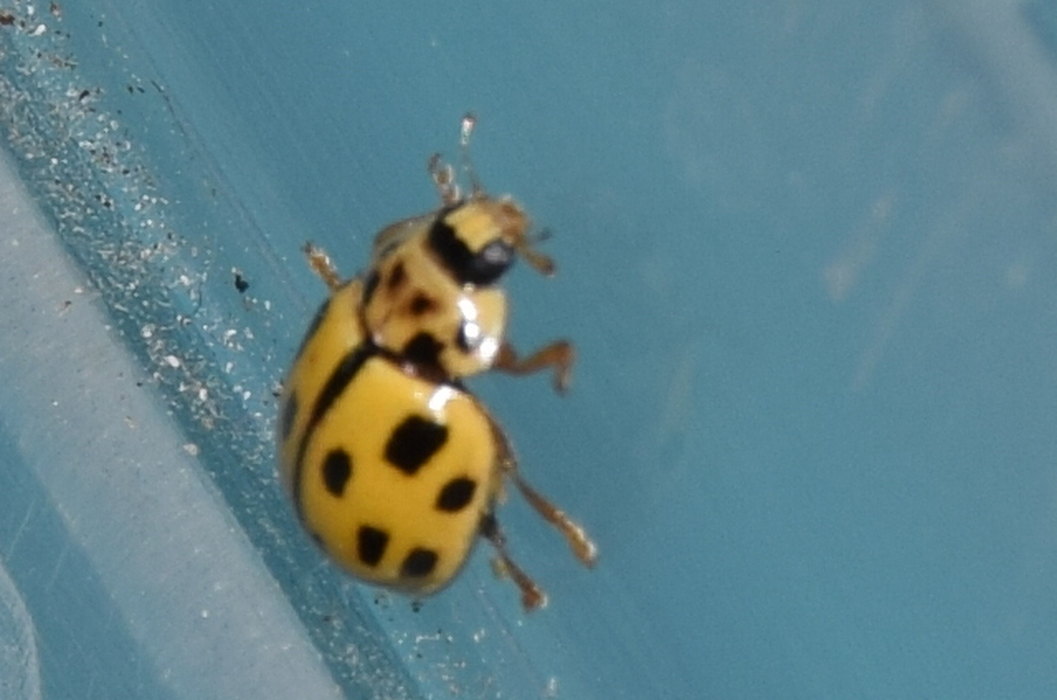 Propylea quatuordecimpunctata - tizennégypettyes füsskata