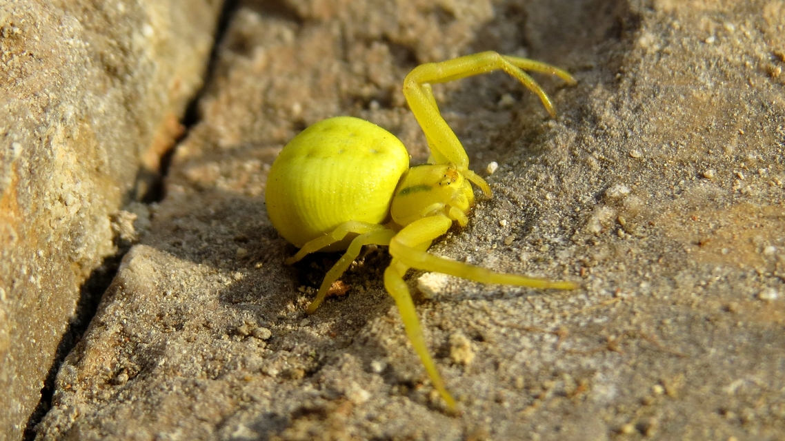 Misumena vatia - viráglakó karolópók