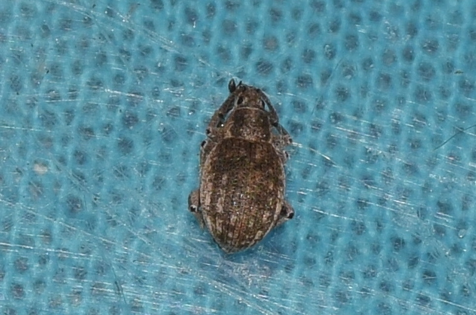 Peritelus familiaris - nagy kendermagbogár